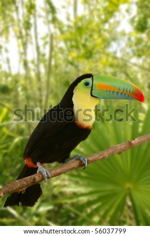 toucan kee billed Tamphastos sulfuratus on the jungle [Photo Illustration]