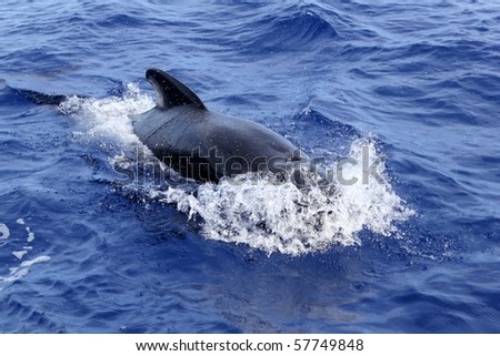 pilot whale free in open sea blue mediterranean swimming