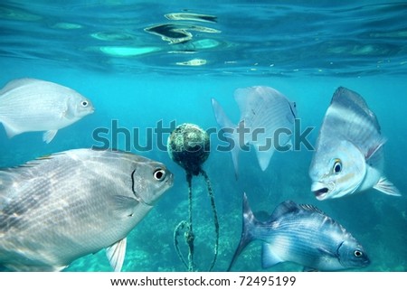lowfin chub fishes underwater buoy in Mayan Riviera Kyphosus vaigiensis [Photo Illustration]