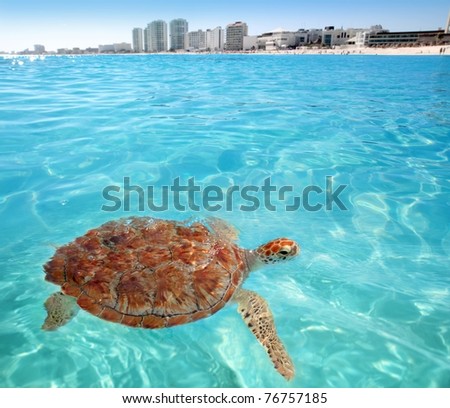 Green sea Turtle Caribbean sea surface Cancun Mexico Chelonia mydas [Photo Illustration]