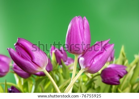 tulips pink flowers vivid green background studio shot