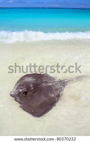 southern stingray Dasyatis americana in Caribbean beach Contoy [Photo Illustration]