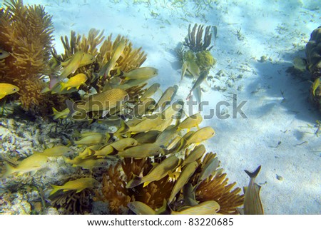 Caribbean sea reef yellow Grunt fish school  Haemulon flavolineatum in Mayan Riviera Mexico