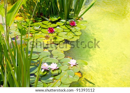 Nenufar Water Lilies on green water pond with clean water