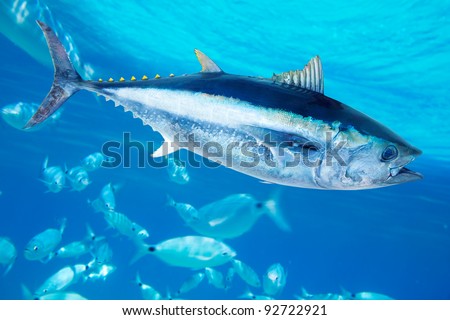Bluefin tuna Thunnus thynnus saltwater fish in mediterranean [photo-illustration]