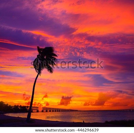 Similar – Image, Stock Photo Florida Keys Palm tree