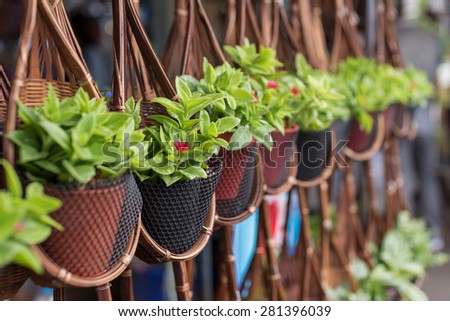 hanging jardiniere garden concept with green plant