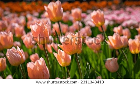Similar – Image, Stock Photo Peach Tulip Petal Flower