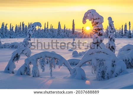 Winter landscape at sunset in direct light with colorful sky and clouds, plenty of snow on the trees, Swedish Lapland, Sweden ストックフォト © 