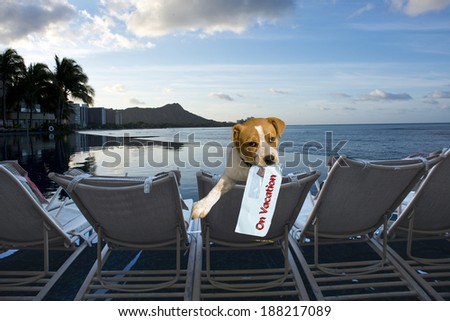 Doggy on vacation in Hawaii.