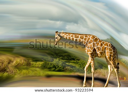 Giraffe taking a walk.