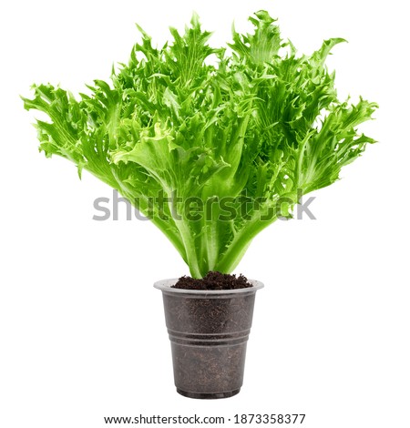 frisee, frieze, salad, lettuce, isolated on white background, clipping path, full depth of field Stock foto © 
