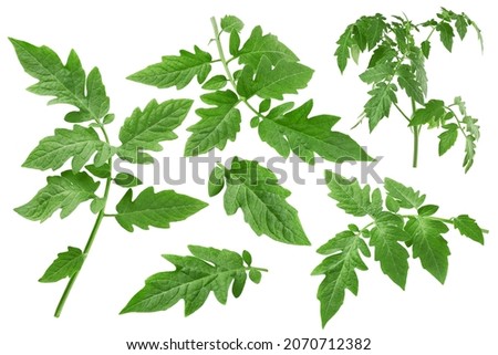 Similar – Image, Stock Photo New tomato plant in a vegetable garden