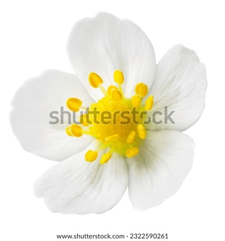 Similar – Image, Stock Photo Wild white flowers