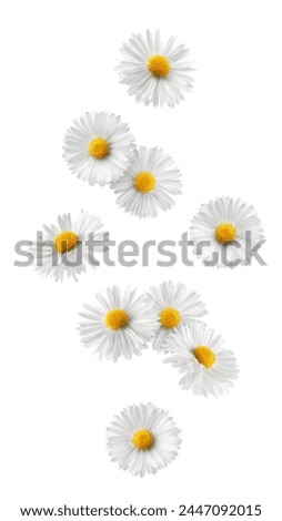 Similar – Image, Stock Photo White daisy flowers at the afternoon