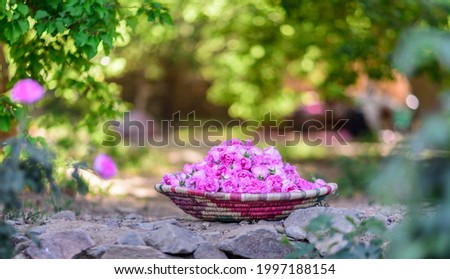Roses in the city of Taif in the Kingdom of Saudi Arabia are considered one of the most expensive types of roses in the world