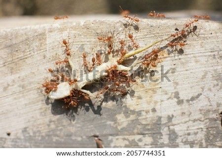 A horde of red ants eat house lizard. Stock fotó © 
