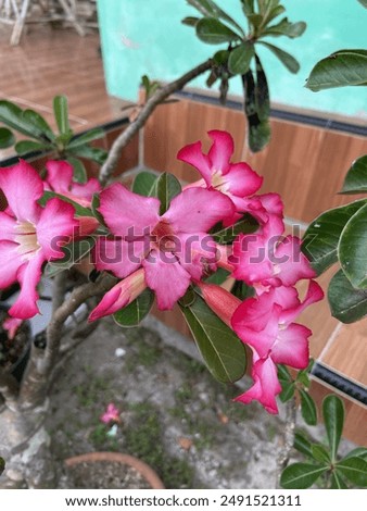 Similar – Image, Stock Photo Almost withered pink flower of a hydrangea with a fine frost edge. Close-up with shallow depth of field and plenty of room for text.