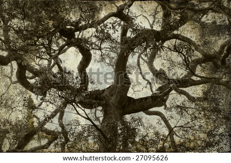 tree branch vintage background