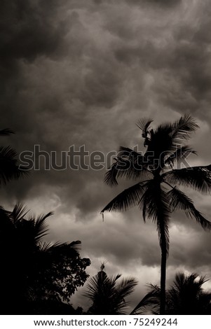 Tropical Monsoon Stormy Sky with Palm Trees