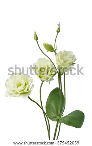 Similar – Image, Stock Photo Beautiful eustoma flowers bouquet on orange