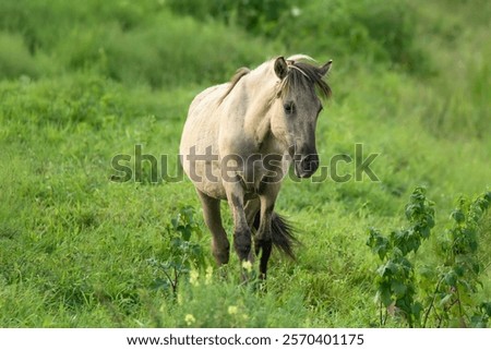 Similar – Image, Stock Photo A Konik pony foal (wild horse) with his mother