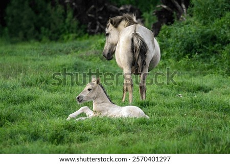 Similar – Image, Stock Photo A Konik pony foal (wild horse) with his mother