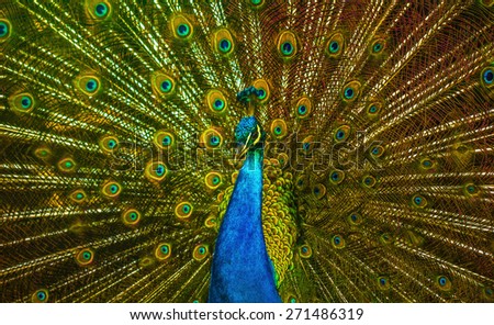 The beauty of the peacock\'s tail, the colors, and the animal too
