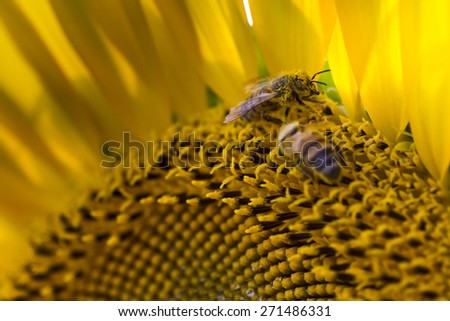 Two bees are taking a shower in the pollen of a wet sunflower due to the rain, in fact it is possible to recognize some little drops in the bottom of the photo