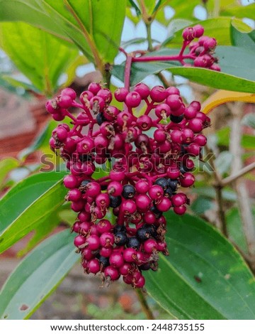 Image, Stock Photo Health l fresh currants