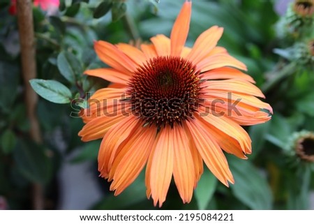 Similar – Image, Stock Photo Echinacea purpurea, yellow variety, inflorescence