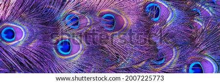 Beautiful peacock tail feather. Close up of peacock feather. Colorfull feather close up. Advertising banner. Banner ad template. Copy space.