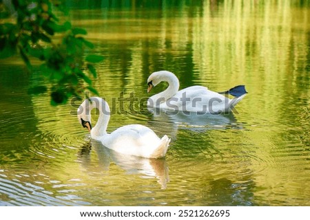 Similar – Image, Stock Photo Swan in the lake