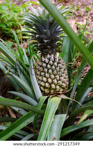 Green pineapple growing on a bush at Thailand plantation