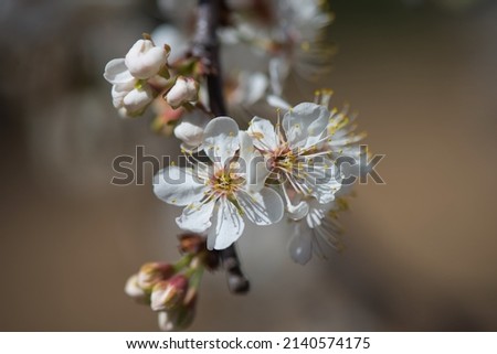 Similar – Image, Stock Photo Flowers of plum tree, also known as Prunus cerasifera Pissardii, in early spring