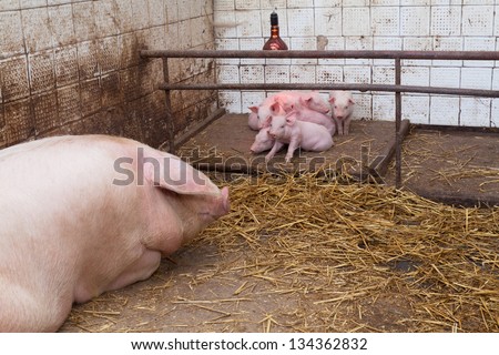 Sow pig with piglets in a pig farm