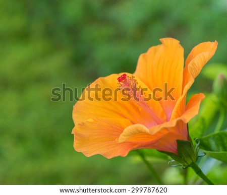 beautiful Hibiscus rosa-sinensis ,shoe flower orange at park ,garden ,forest