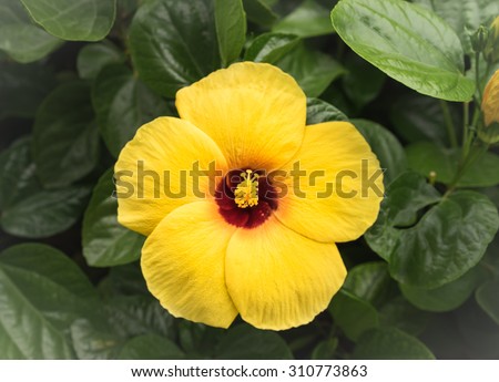 beautiful yellow Hibiscus rosa-sinensis ,shoe flower at park ,garden ,forest