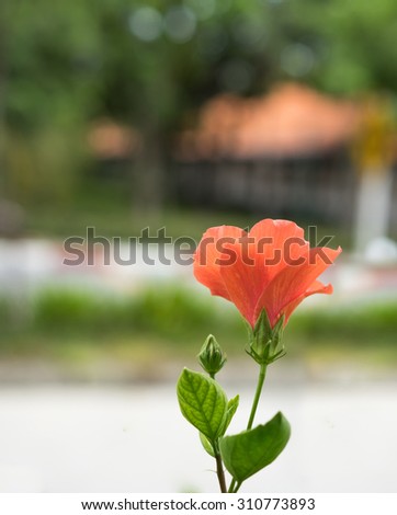 beautiful orange Hibiscus rosa-sinensis ,shoe flower at park ,garden ,forest