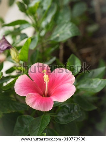 beautiful Pink Hibiscus rosa-sinensis ,shoe flower at park ,garden ,forest