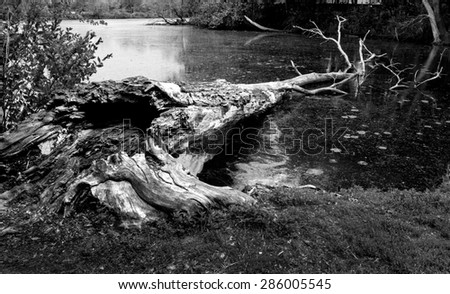 dead tree trunk in water