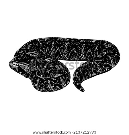 gabon viper snake hand drawing vector illustration isolated on white background