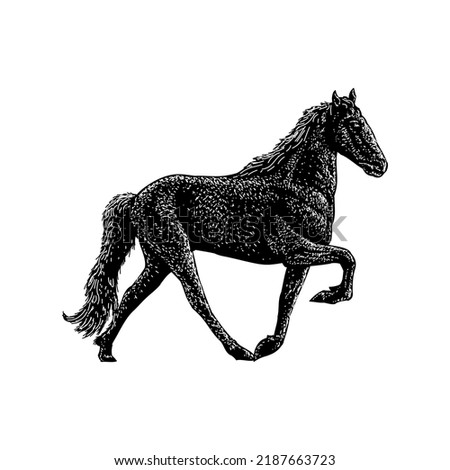 Tennessee Walking Horse hand drawing vector illustration isolated on white background