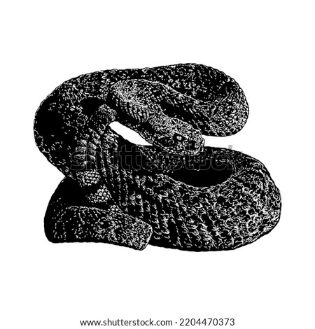 Western Diamondback Rattlesnake hand drawing vector illustration isolated on white background