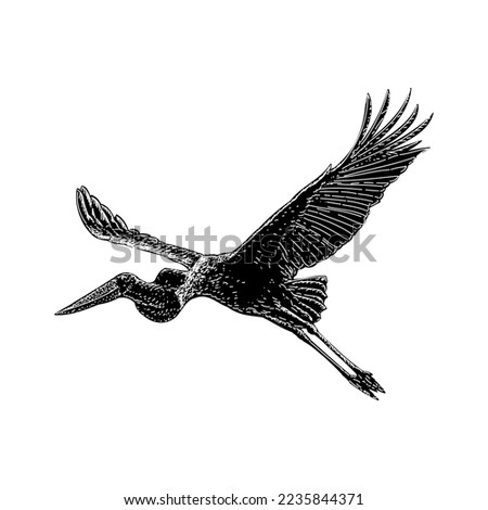 Jabiru hand drawing vector isolated on white background.