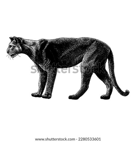 Florida Panther hand drawing vector isolated on white background.