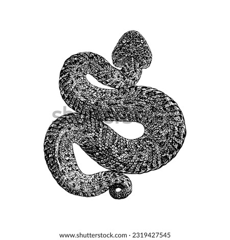 Peringuey’s Adder hand drawing vector isolated on white background.