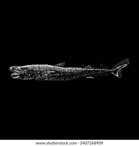 viper dogfish hand drawing vector isolated on black background.