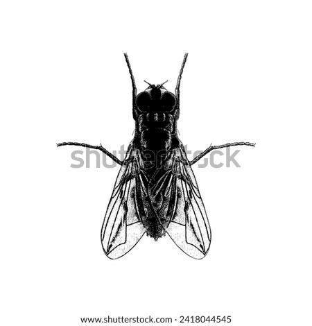 Fly hand drawing vector isolated on white background.