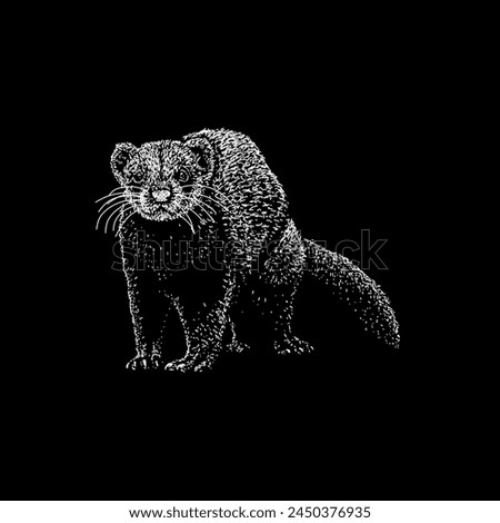 ferret hand drawing vector isolated on black background.